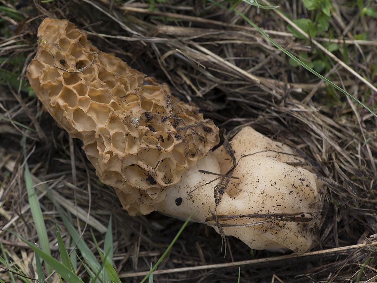 Morchella esculenta